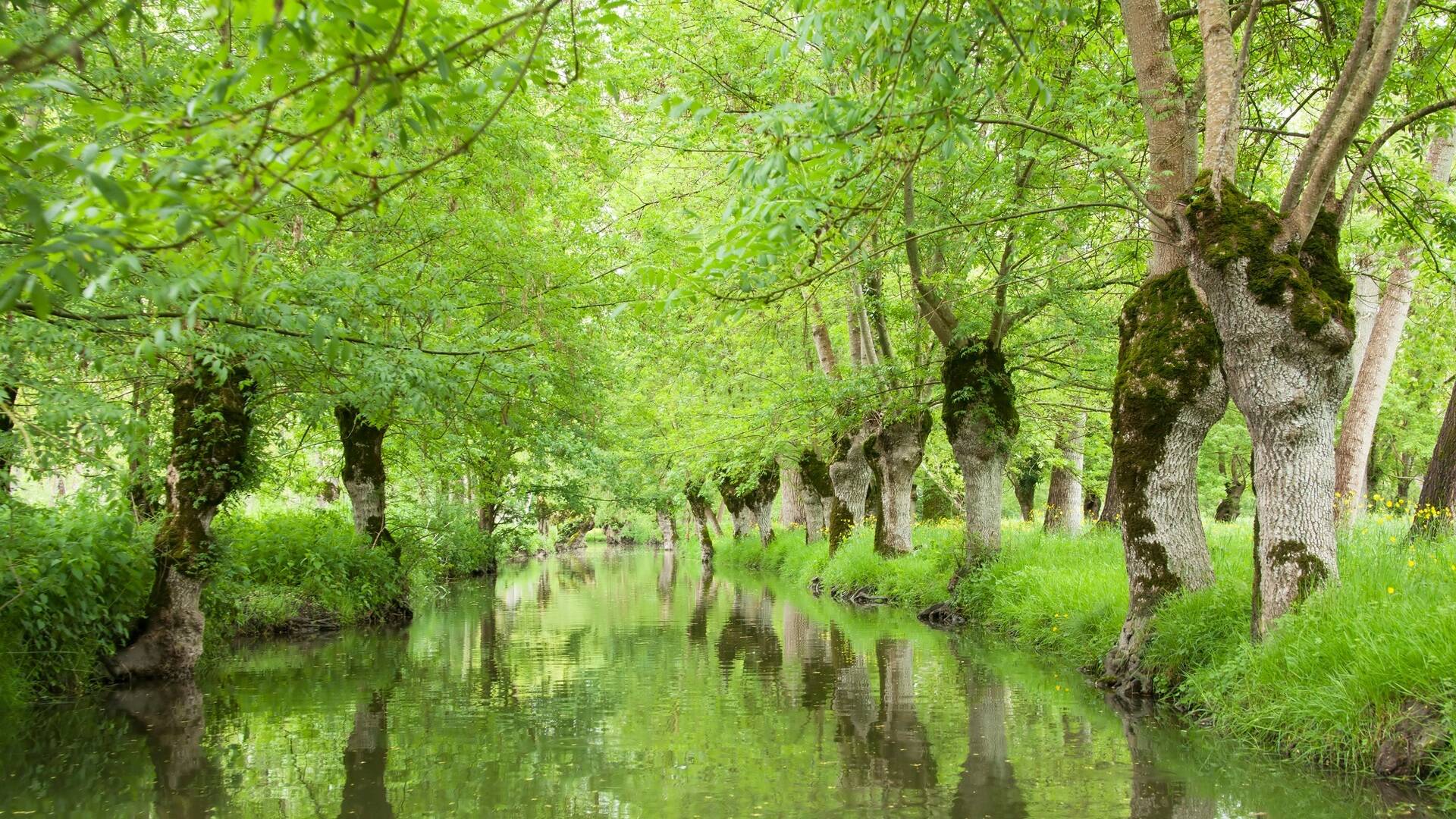 Vue d'un canal du Marais Poitevin - ©Shutterstock