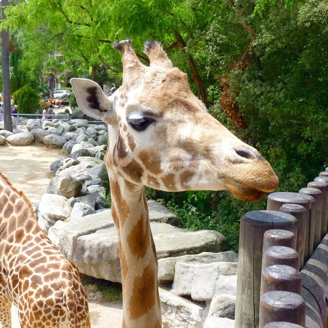 giraffen in de Zoo de la Palmyre © FDHPA 17 